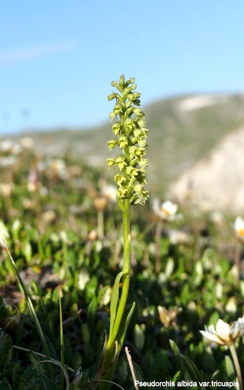 Pseudorchis albida e la variante tricuspis nel Parco nazionale del Gran Sasso e Laga